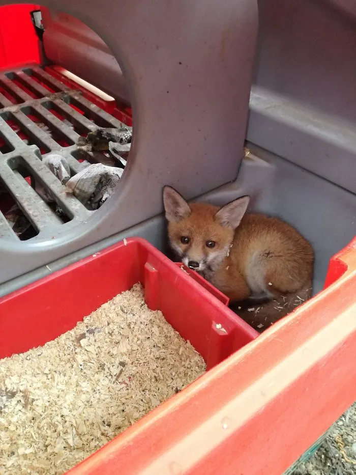 A Cub Snuck Into Our Chicken Pen And Fell Asleep, Without Harming Any Of Our Chickens