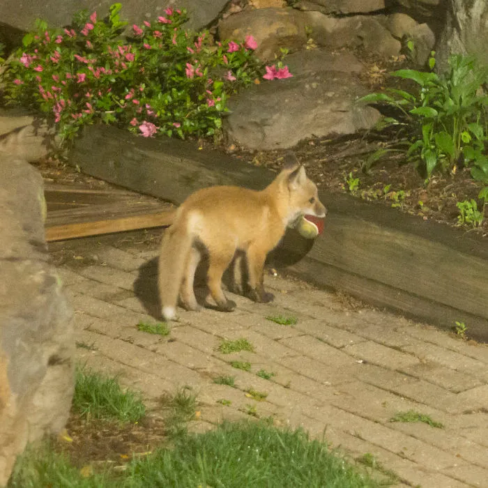 Security Light Went Off At 1 Am. This Little Guy Found My Dog's Ball
