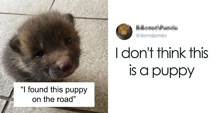 Japanese Man Goes To Social Media To Search For The Owners Of The "Puppy" He Found, Finds Out It's Not A Puppy After All