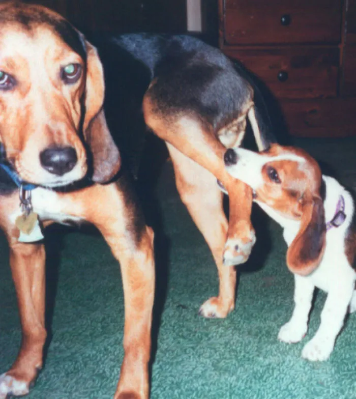 Así se siente tu perro con el cachorro nuevo