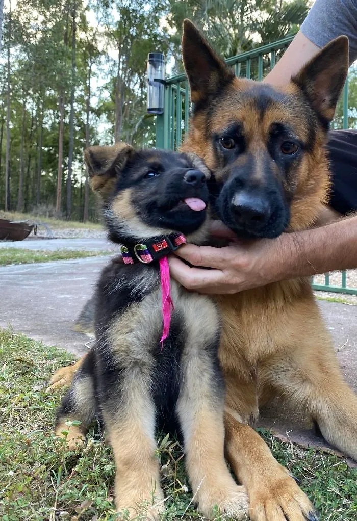 Our New Dog Pepper! Sarge Is A Little Confused Though