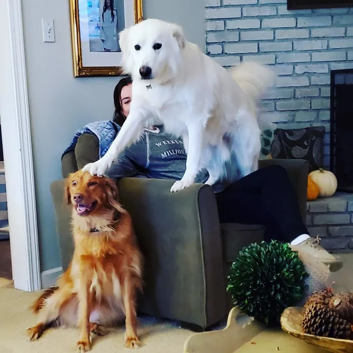 Sibling Rivalry
