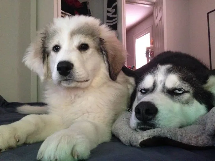 He Loves His New Sister