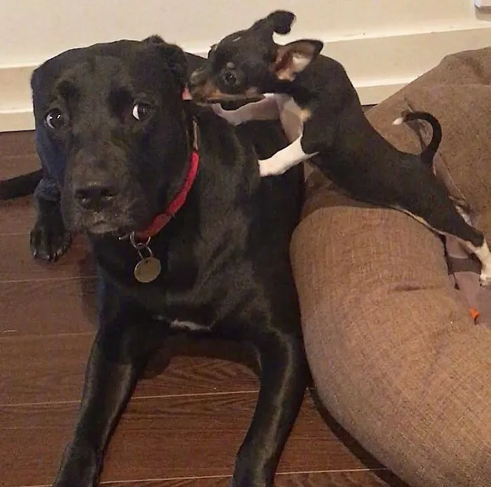 No sé qué le parece la hermanita
