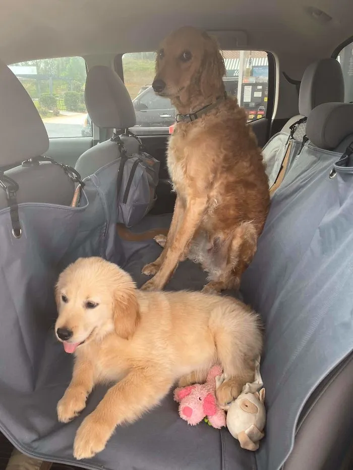 My Sister Sent Me A Photo Of Her Dog And New Puppy. Man, That Face