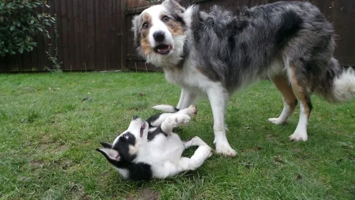 Cuando te pillan peleando con el pequeño