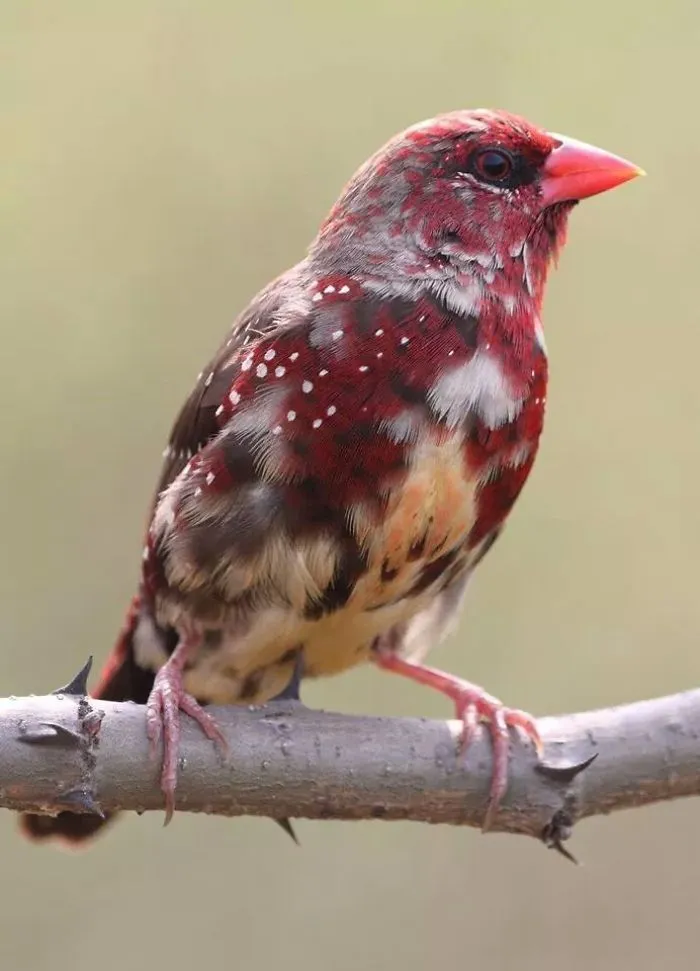 Beautiful Strawberry Finch