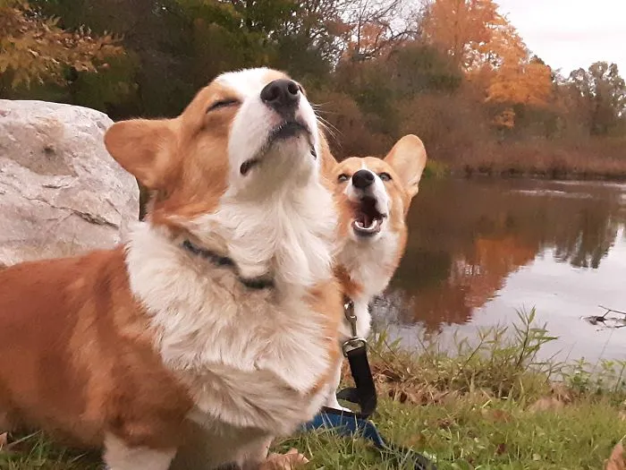 Cuando tu hermano te molesta, pero mamá está delante
