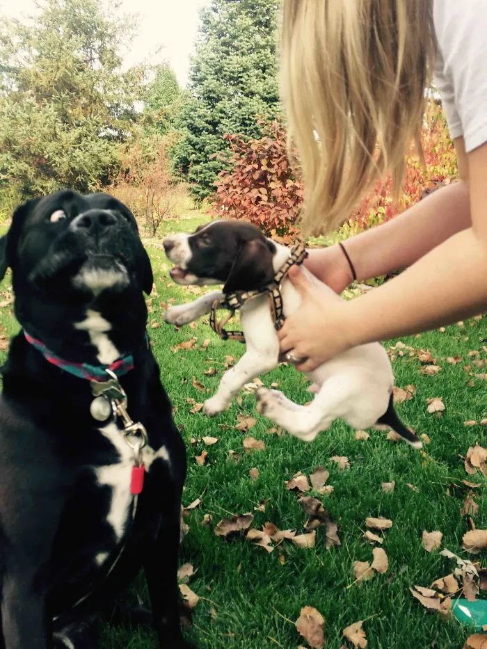 My Boyfriend's Dog's Reaction To The New Puppy