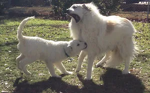 50 Dogs Who Had Their Perfect Lives Ruined After Their Owners Got Them A Younger Sibling