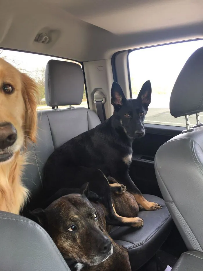 Kinsley adora su nuevo asiento. Su hermana no tanto