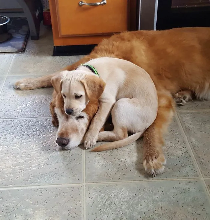 Abby Is Being So Patient With The New Puppy