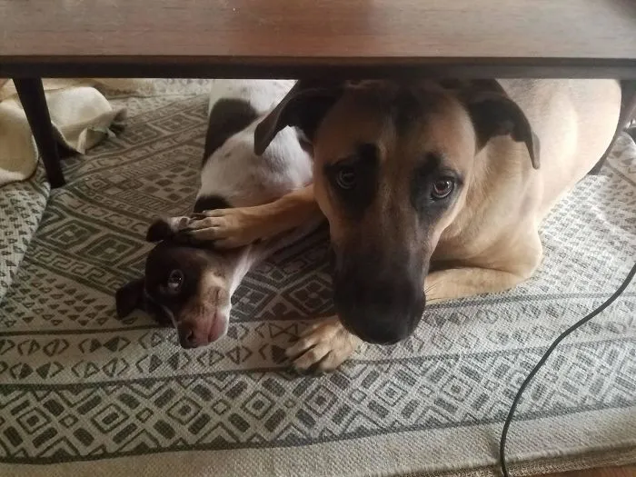 En este caso el hermano mayor es más pequeño 