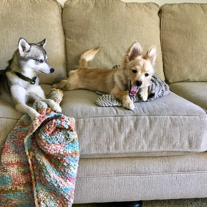 My Dog Not As Amused With The New Puppy As We Are