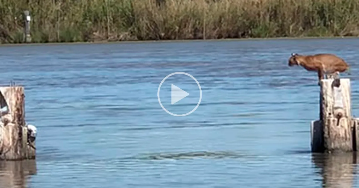 Un lince rojo salvaje saltó sin esfuerzo sobre un buen tramo del río, y el vídeo se volvió viral