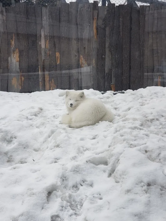 Zorro ártico en el aquarium de Quebec