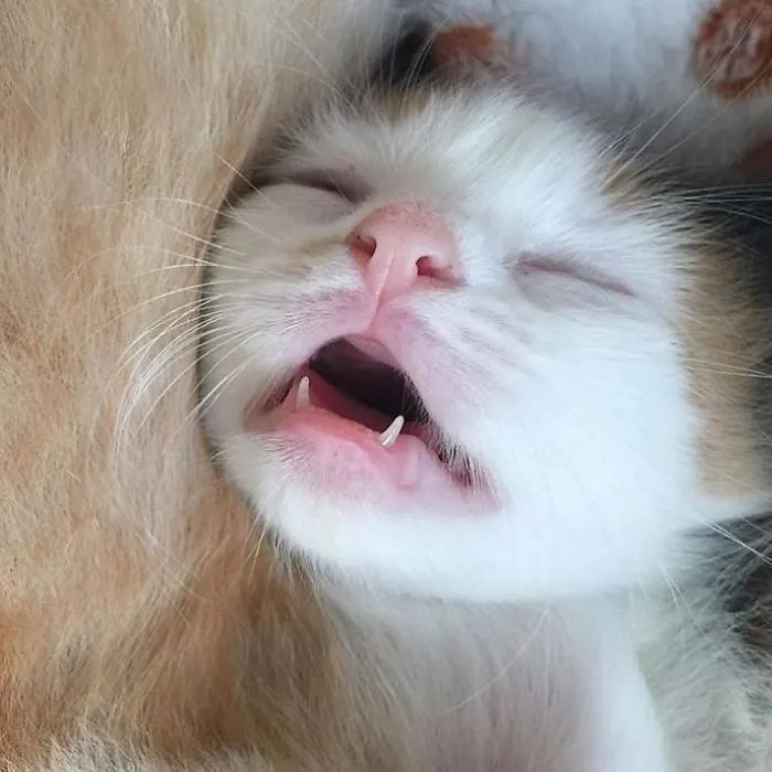 Brand New Teefies