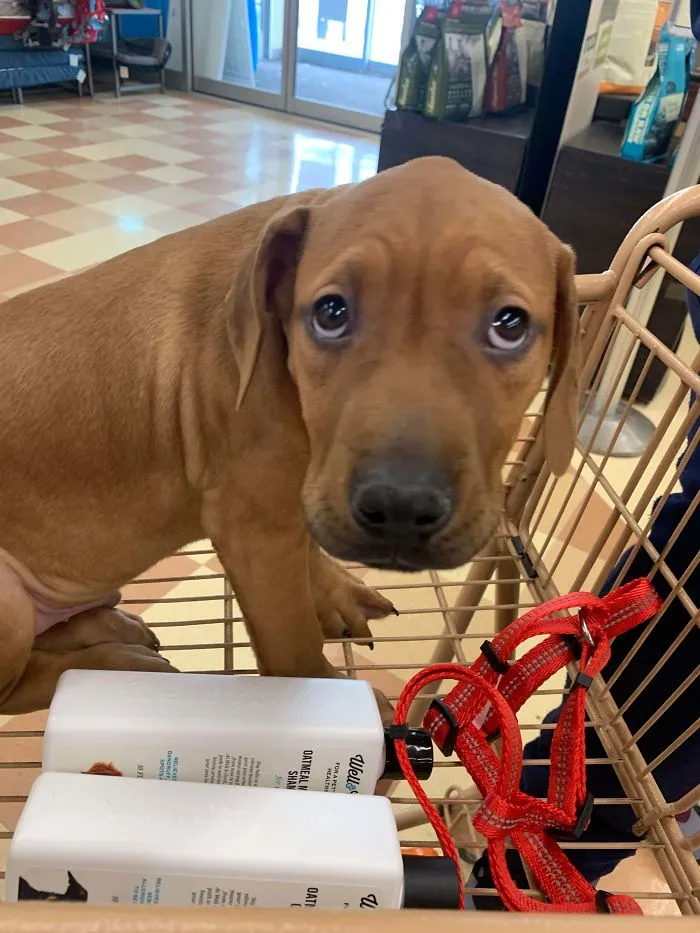 Im Getting Adopted!