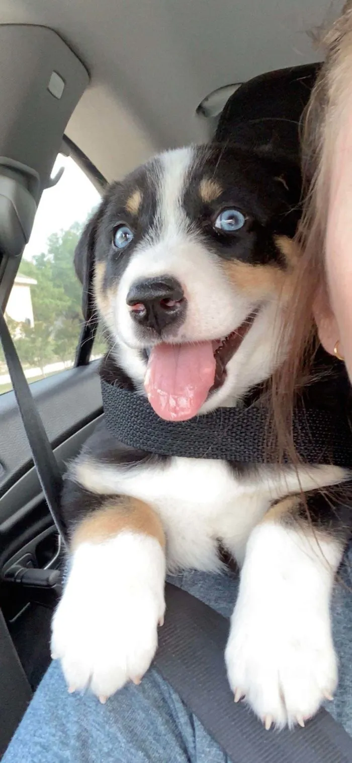 Finn’s Loving Life After Being Adopted Yesterday! Took This Photo Before The Drive Home