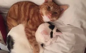 50 Wholesome Cat Posts To Make You Feel Warm Inside