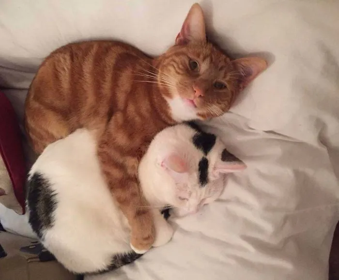 Cats Are Good Boys Too. She’s Been To The Vets, He’s An Ace Big Bro. They Stayed This Way All Day