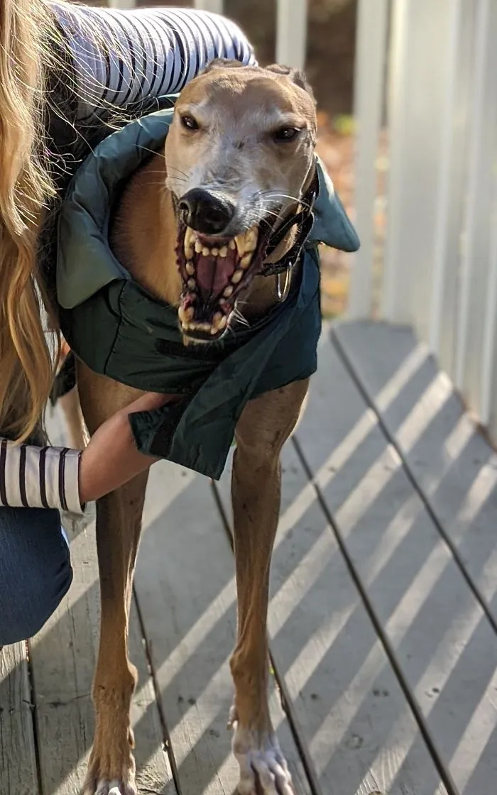 I Took A Picture Of Our Dog Mid-Yawn