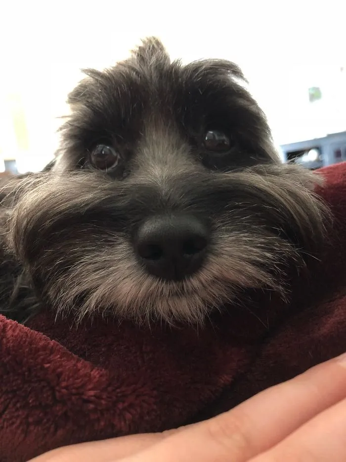 Meet Harper. She Likes To Lay On My Chest And Just Stare At Me Like This