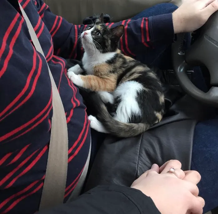 Get Yourself Someone That Looks At You The Way My Cat Looks At My Husband