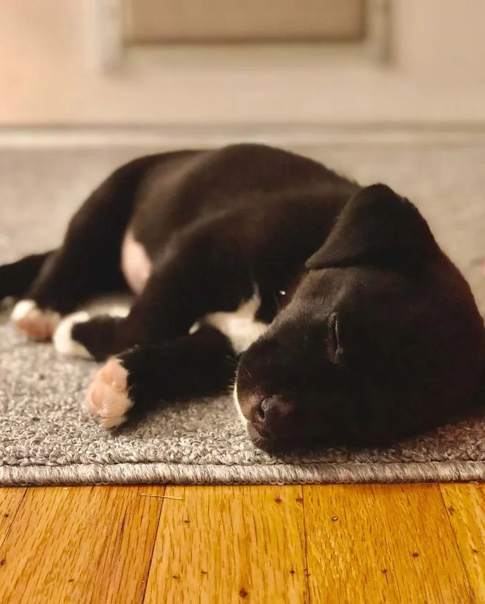 Adopted This Little Floof Over The Weekend. We Hope She Likes Her New Home!