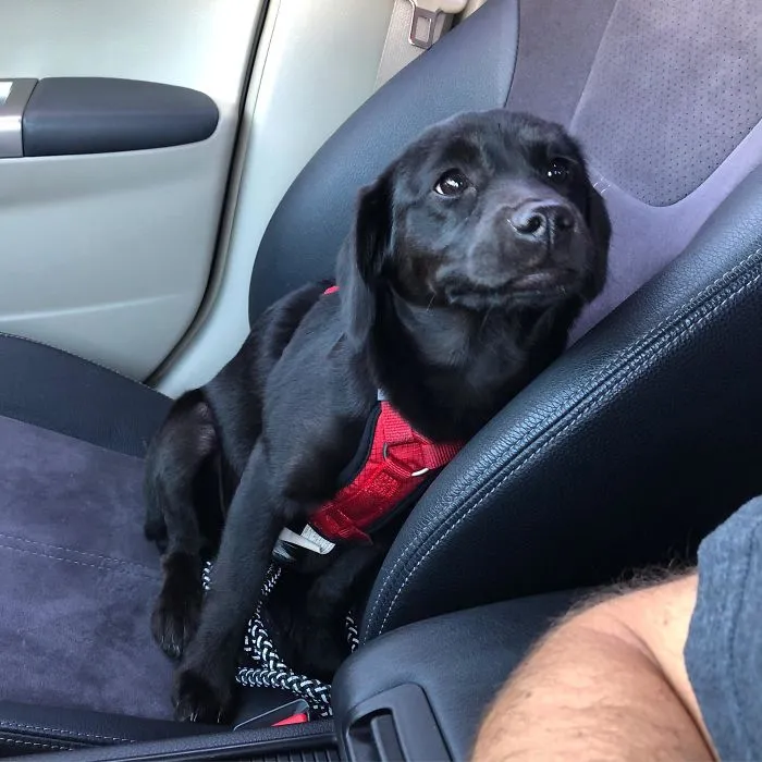 Recién adoptado, se llama Tucker