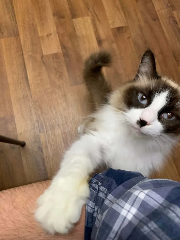 Ahsoka, mi gato de cuarentena. Me dijeron que pasaría el día escondida, pero a las 3 horas de estar en casa...