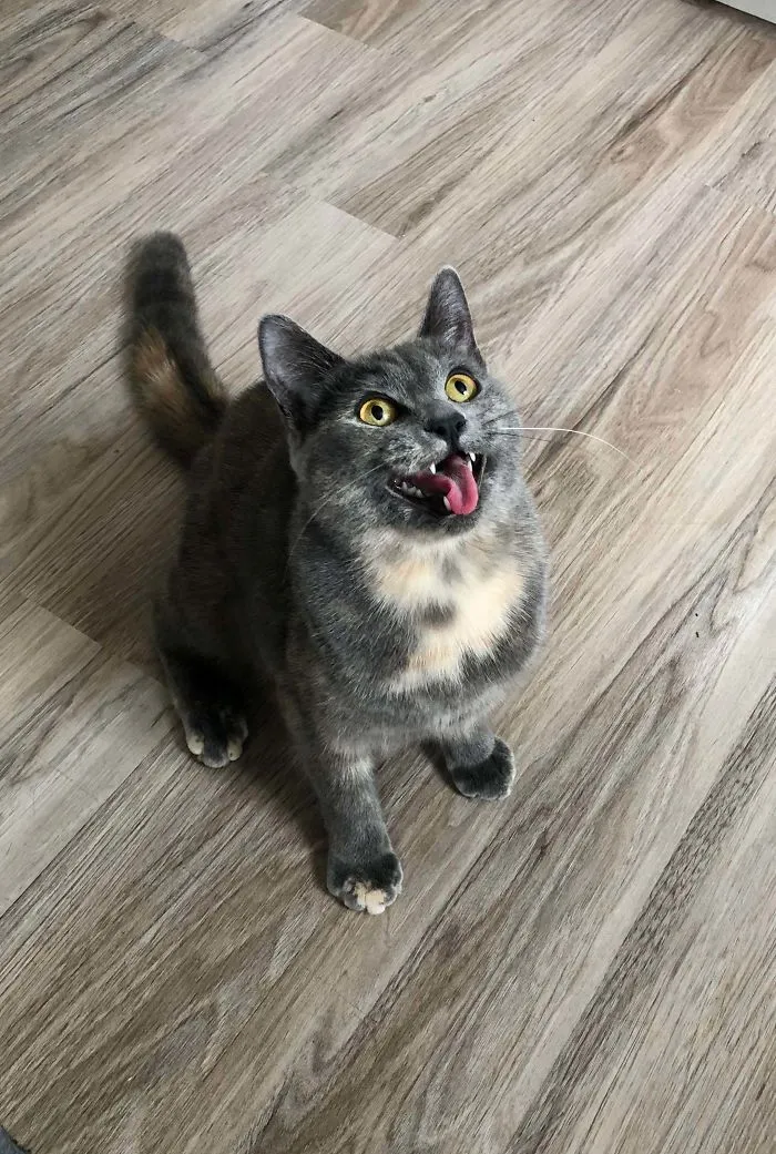 Arietty esperando a que le lance su juguete