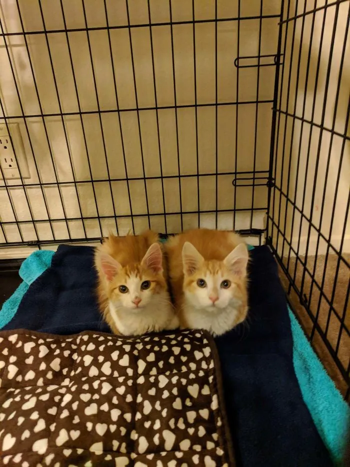 Just Adopted These Two Loaves.. Meet Quinn And Kit!