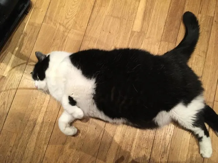 My Grandma Adopted Her This Way After Our Old Cat Died At 13 Years. Currently Undergoing Dechonking