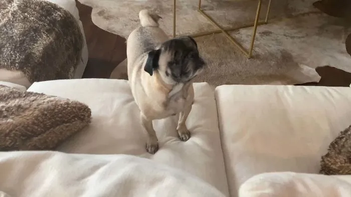 This Is Alan. He Lost His Eyes In A Dog Attack Prior To Us Adopting Him. Despite Not Being Able To See, He Moves With Courage And Confidence. A True Inspiration