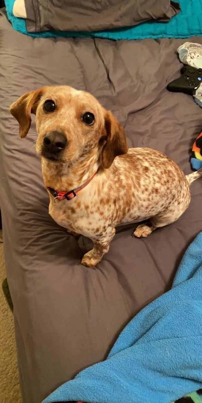 Hi! This Is Our New Rescue Dog And We’ve Named Her Apples! She’s Really Shy, Cuddly, And Also Tries To Speak Human!