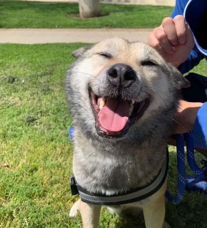 He Spent 5 Years In A Rescue Shelter. I Will Make Sure He Has The Best 5 Years With Us From Now On.