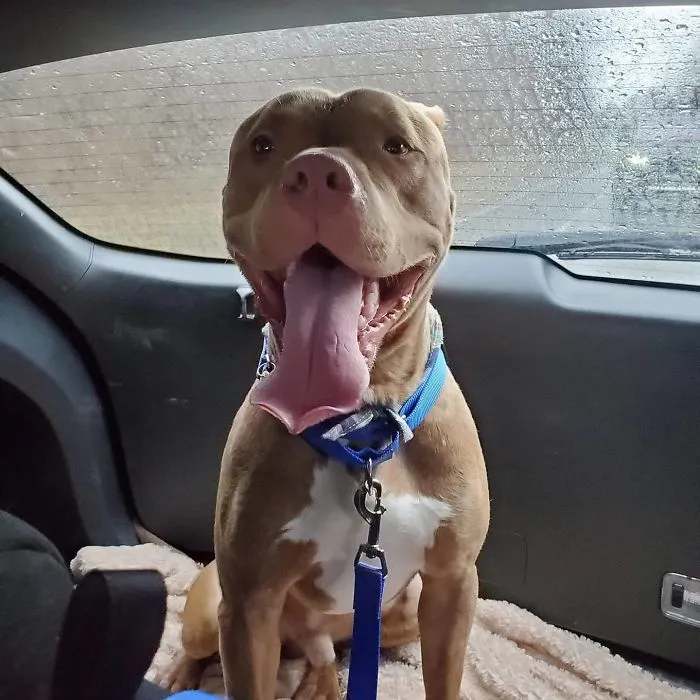 Lost Our Pibble Last Month Due To Epilepsy Complications. Adopted This Rescue Yesterday; He's Already Family!