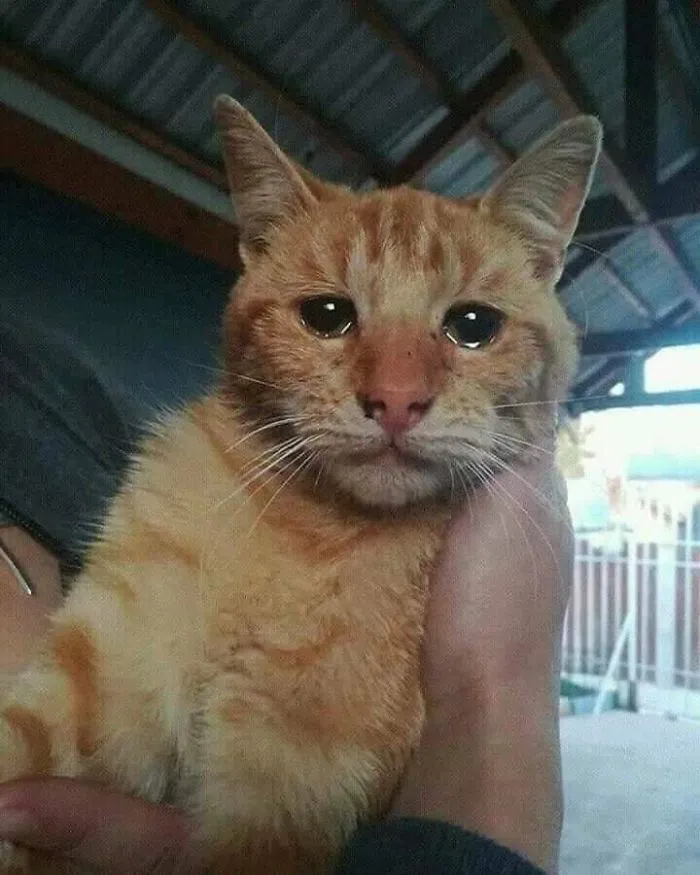 Fue abandonado, y esta es su foto minutos después de su rescate