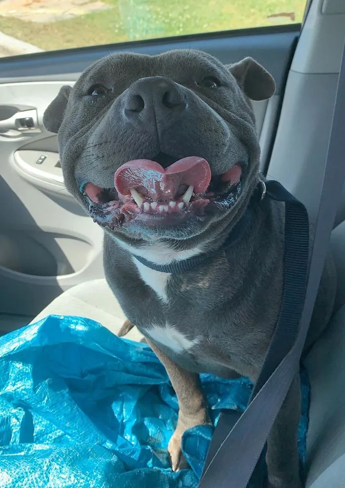 From Growling To Smiling In An Hour Post-Rescue. Meet Teeny, Everyone