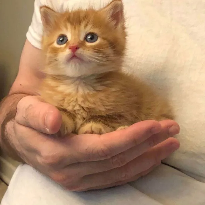 My Husband And I Rescued A Five Week Old Kitten Yesterday And I Just Wanted To Share. His Name Is Figaro