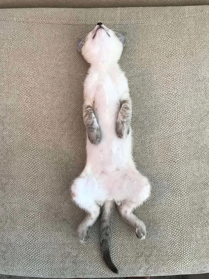 Ayer adopté un gato, pero creo que me han dado un suricato
