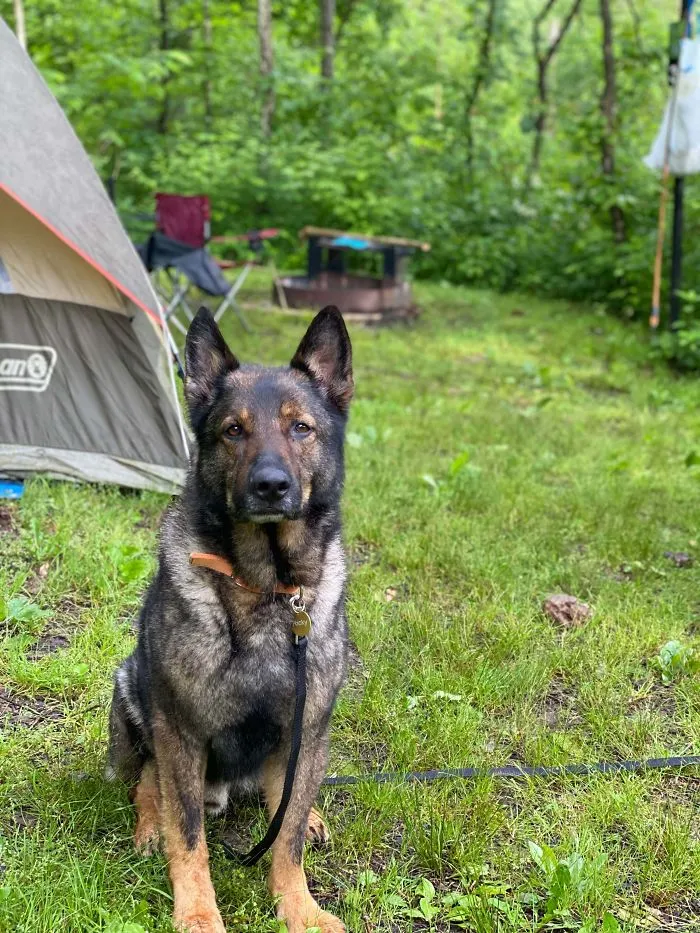 First Camping Trip With My Newly Adopted Pup! 10/10 Will Do Again