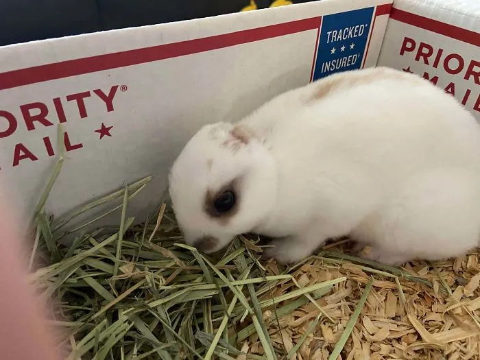 Just Rescued Another Bunny. Momma Ate His Ears So He’s Now Earless. Everyone Meet Skip Evander-Holyfield