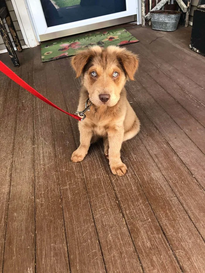 Welcome Home Rosie! Just Adopted Today!