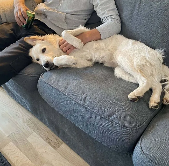 My Best Friend Got A Text Saying That A 10 Month Old Dog Would Be Put Down In A Couple Of Days Unless Someone Adopted Him. Immidiately Got In His Car And Picked Up Baloo. They Bonded At First Sight