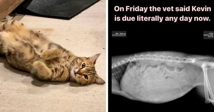 Woman Hilariously Documents Her Attempt To Take Care Of The Cat Who Wouldn't Stop Visiting Her