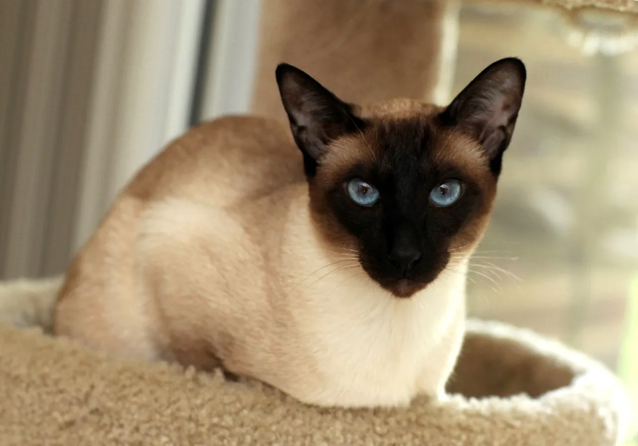 These Are My Beautiful Cats!
