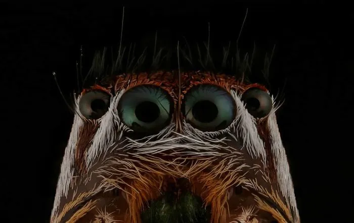 Plexippus Paykulli