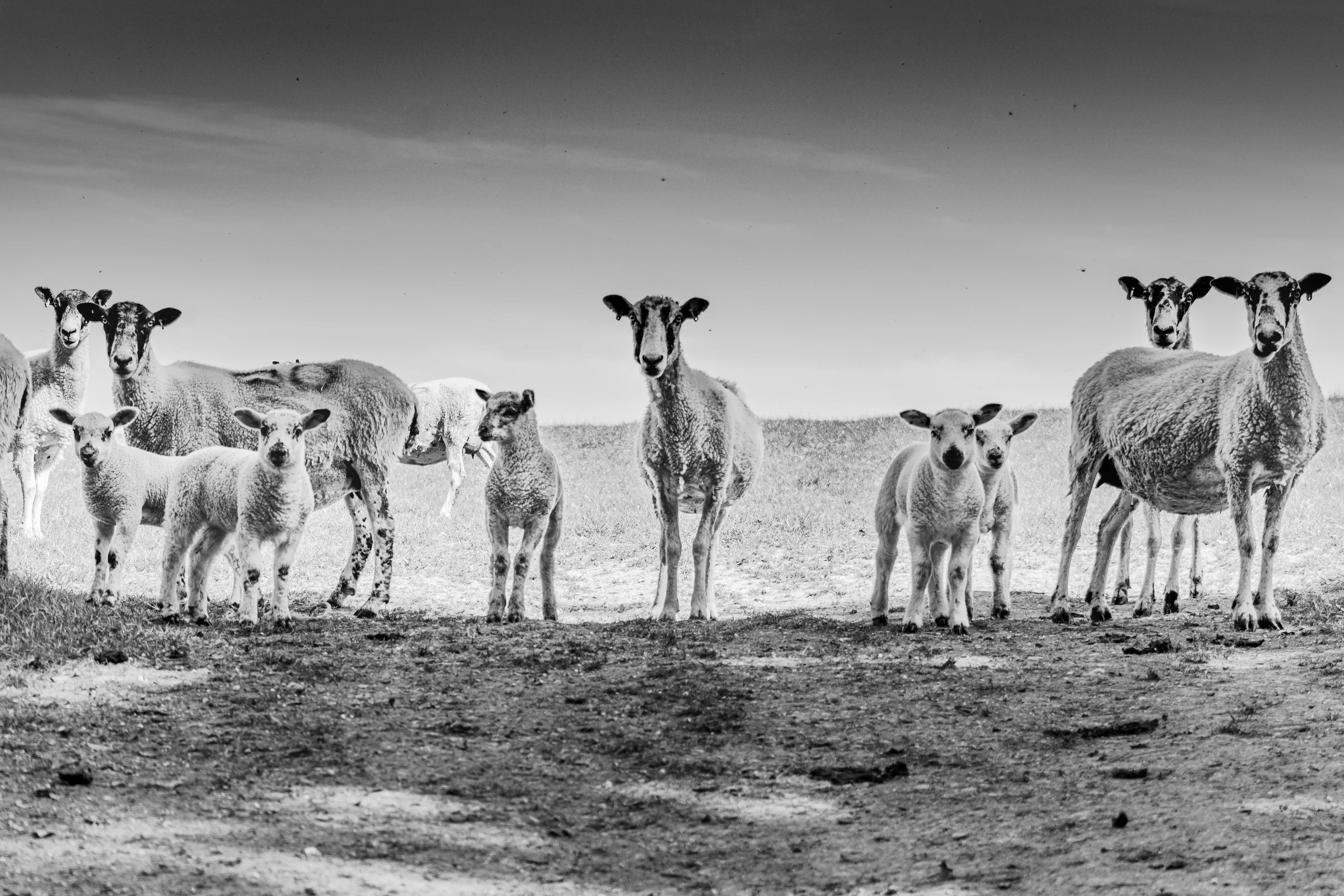 15 Top Tips On How To Take The Best Pet Photographs